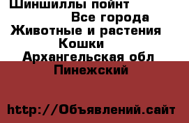 Шиншиллы пойнт ns1133,ny1133. - Все города Животные и растения » Кошки   . Архангельская обл.,Пинежский 